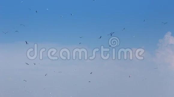 海鸥在蔚蓝的阳光下飞翔视频的预览图