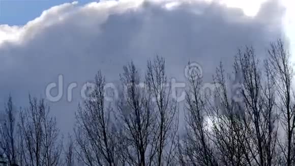 时光流逝大云在树后漂流视频的预览图