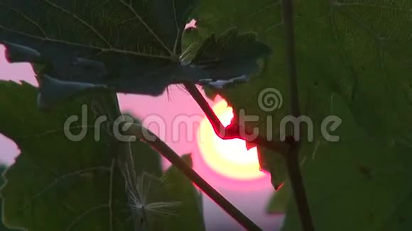 日落穿过葡萄叶视频的预览图