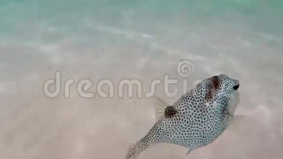 一条鱼在清澈的绿松石水中游动视频的预览图