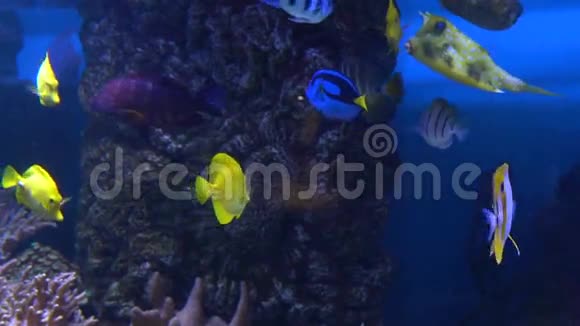 海和海洋生活奇妙的水下世界鱼缸里的鱼视频的预览图