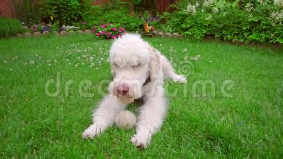 拉布拉多躺在绿色草坪上狗舔嘴唇白狗在草地上视频的预览图