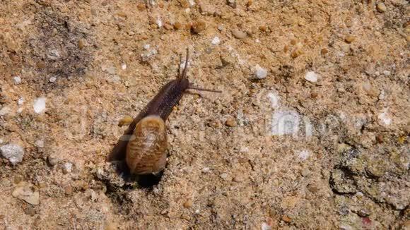 花园里的蜗牛慢慢地爬过一堵旧水泥或混凝土墙视频的预览图