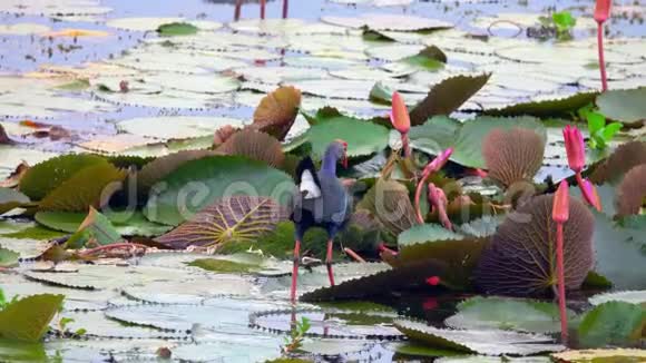 泰国塔勒诺水禽保护区湖百合叶中的紫色沼泽鸟紫斑视频的预览图