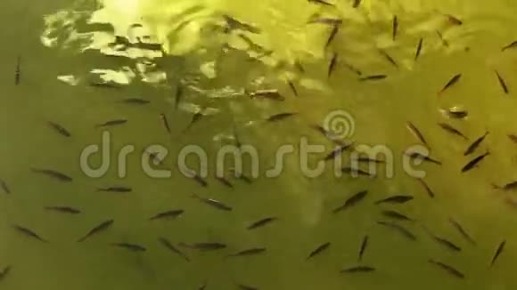 池塘里的蟑螂学校想吃点东西视频的预览图
