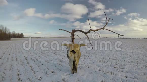 雪上枯死的树和牛颅骨时间流逝4K视频的预览图