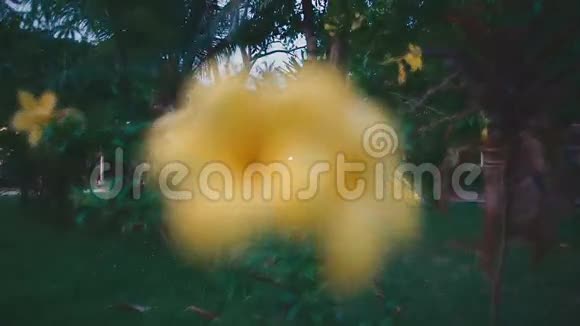 黄花长在花园里视频的预览图