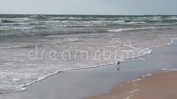 一只可爱的白色和灰色的海鸥正在沙滩上散步视频的预览图