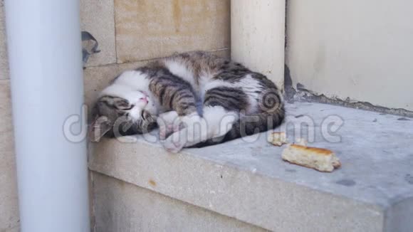 夏天无家可归的猫在街上睡觉视频的预览图