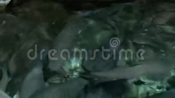 上海水族馆游泳的大灰鱼视频的预览图