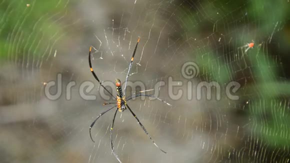 巴蒂克金蜘蛛在网上爬行在森林中等待受害者视频的预览图