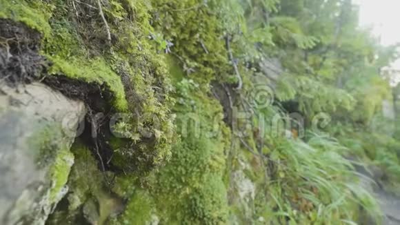 美丽的苔藓和苔藓覆盖的石头亮绿色苔藓背景饱和的绿色抽象图案浅淡的焦点视频的预览图