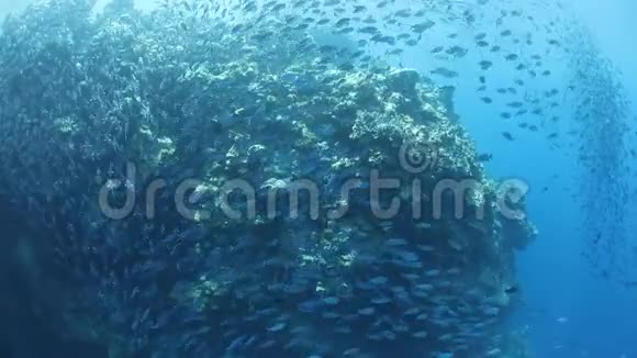 帕劳共和国珊瑚礁鱼类学校视频的预览图