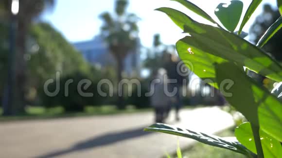 草坪花坛在市中心的一条步行街棕榈大道4K慢动作模糊背景视频的预览图