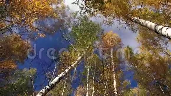 蓝天背景上的秋树皇冠白云视频的预览图