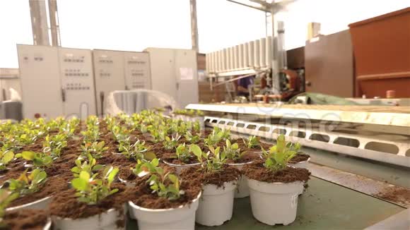 植物在传送带上的罐子里植物在人行道上的罐子里移动现代植物生长植物机器人温室视频的预览图