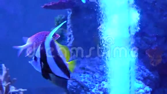 鱼玩泡泡的水生活在水族馆里4K多彩鱼视频的预览图