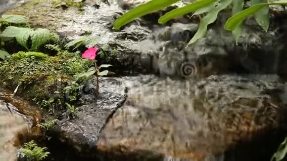 泰国清迈花园中的池塘和瀑布视频的预览图