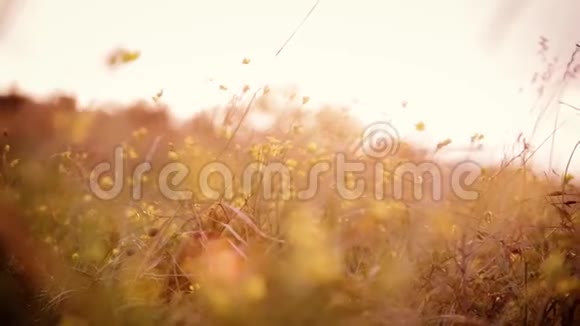 田间植物随风摇曳视频的预览图