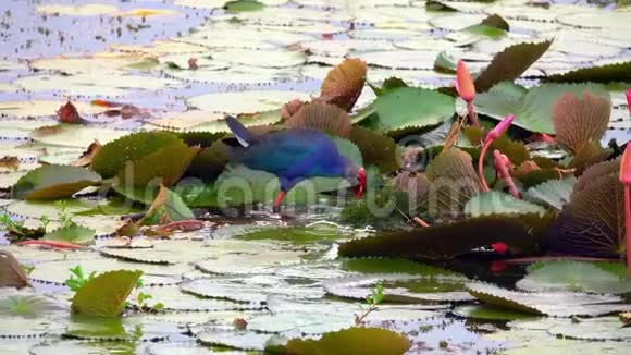 泰国塔勒诺水禽保护区湖百合叶中的紫色沼泽鸟紫斑视频的预览图
