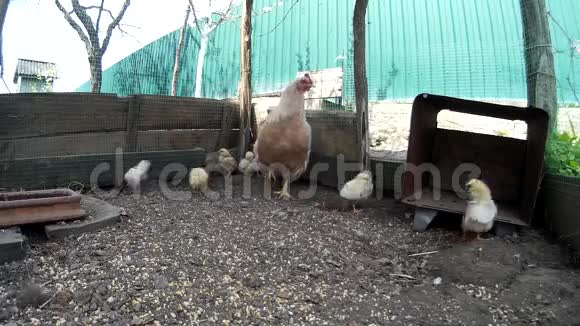 家养的鸡和网笼里的视频的预览图