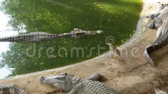 许多鳄鱼躺在绿色的水附近泥泞的沼泽河泰国亚洲视频的预览图