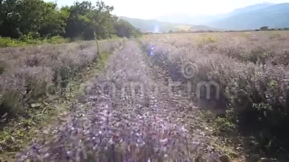 在阳光明媚的日子里漫步在薰衣草的田野视频的预览图