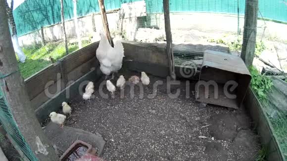 家养的鸡和网笼里的视频的预览图