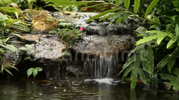 泰国清迈花园中的池塘和瀑布视频的预览图