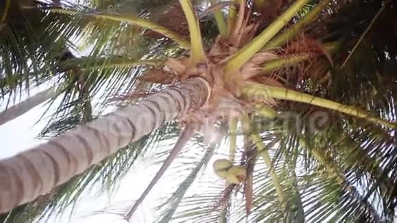 从下往上看一棵美丽的棕榈树背景是蓝天上的椰子1920x1080高清高清视频的预览图