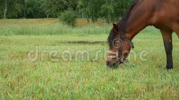 马吃草头矢量视频的预览图