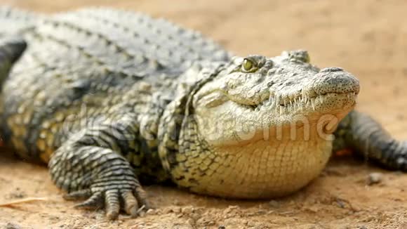 鳄鱼躺在阳光下呼吸等待特写镜头视频的预览图