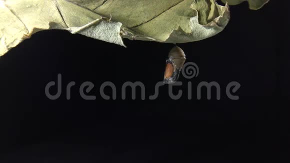 新出生的白虎蝶从黑色背景的蛹中出现视频的预览图