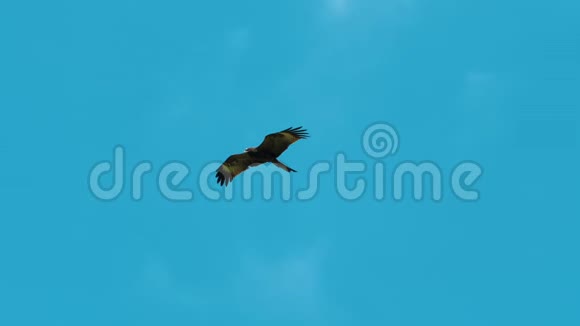 天空中飞翔的鸟视频的预览图