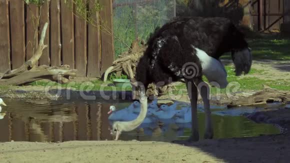 一只非洲鸵鸟走在动物园的内院鸵鸟寻找可食用的草并吃掉它视频的预览图