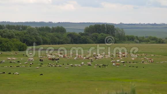 夏天牧场上的一群马牛羊一群羊在绿色的草地上视频的预览图