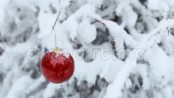 红色的圣诞球挂在冬天森林里的雪枝上视频的预览图