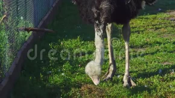 一只非洲鸵鸟走在动物园的内院鸵鸟寻找可食用的草并吃掉它视频的预览图