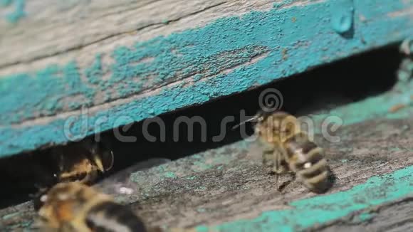 蜜蜂飞出蜂巢采集蜂蜜宏观视频的预览图