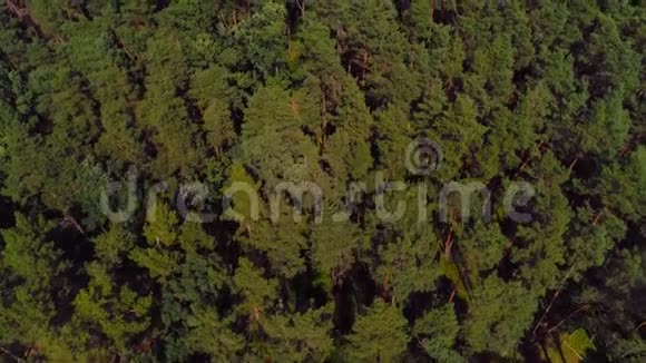 空中飞越美丽的绿色森林视频的预览图