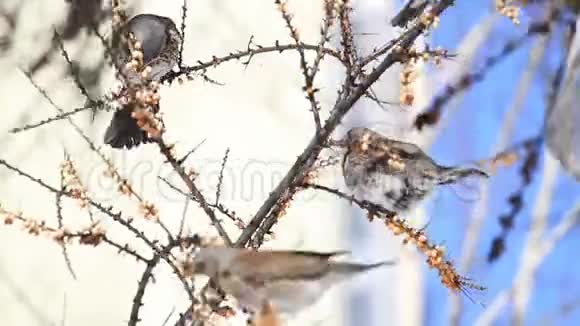在城市的花园里野鸟从饥饿中获救视频的预览图