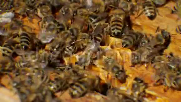 蜂房中的蜜蜂产生蜡并从它中建造蜂窝视频的预览图