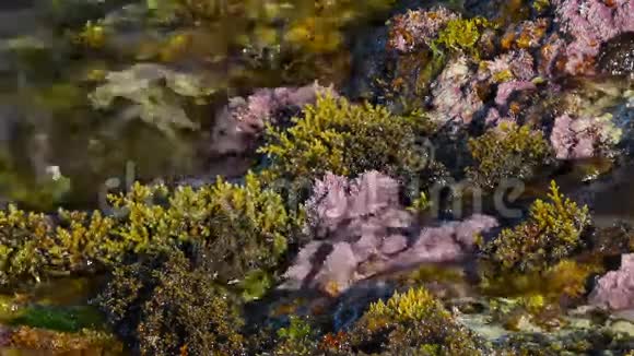 冲浪中的海洋植物视频的预览图