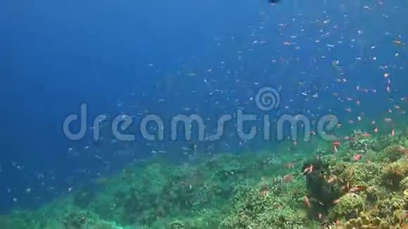 珊瑚礁与鱼鱼和巨大的树视频的预览图