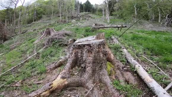 法国比利牛斯森林砍伐视频的预览图