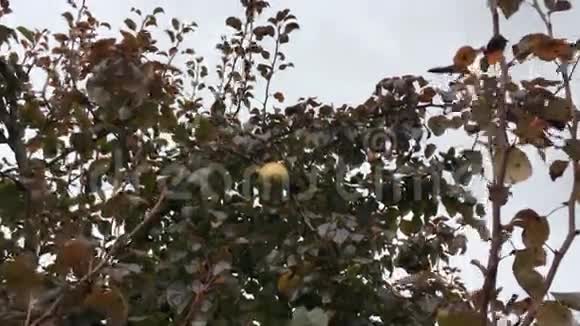 梨树挂得很高视频的预览图