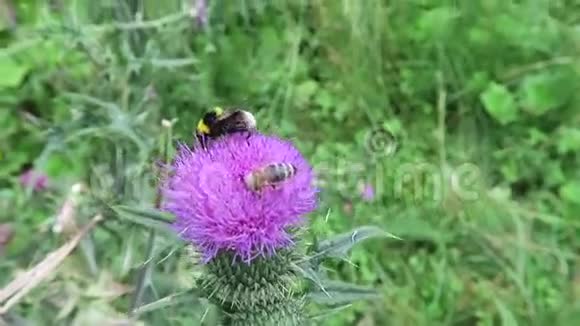 紫色蓟与昆虫如蜜蜂和气垫视频的预览图