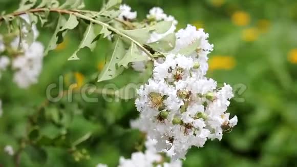 白色蔷薇花的片段视频的预览图