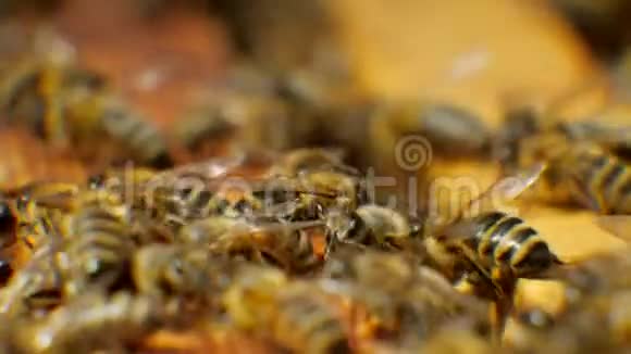 蜂房中的蜜蜂产生蜡并从它中建造蜂窝视频的预览图