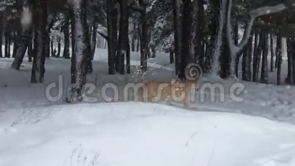 大棕色的狗在白雪皑皑的冬林里嬉戏跑来跑去视频的预览图